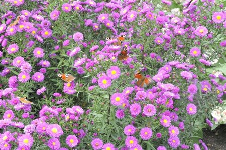 Aster n.-a. 'Purple Dome' geen maat specificatie 0,55L/P9cm - image 1