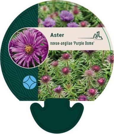 Aster n.-a. 'Purple Dome' geen maat specificatie 0,55L/P9cm - image 3