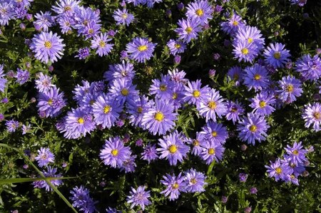 Aster (D) 'Prof. Anton Kippenberg' geen maat specificatie 0,55L/P9cm - image 1