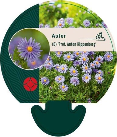 Aster (D) 'Prof. Anton Kippenberg' geen maat specificatie 0,55L/P9cm - image 4