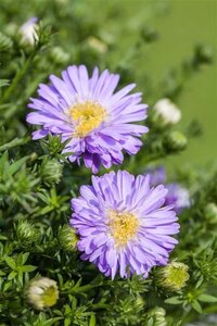 Aster (D) 'Prof. Anton Kippenberg' geen maat specificatie 0,55L/P9cm - image 3