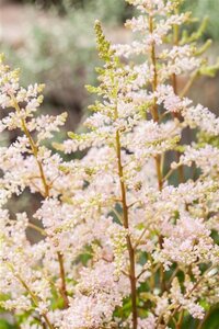 Astilbe (J) 'Peach Blossom' geen maat specificatie 0,55L/P9cm - image 1