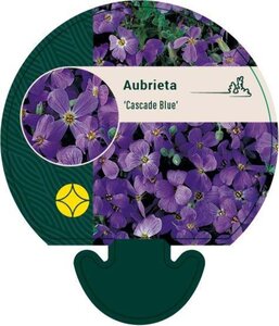 Aubrieta 'Cascade Blue' geen maat specificatie 0,55L/P9cm