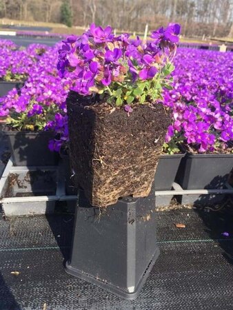 Aubrieta 'Hamburger Stadtpark' geen maat specificatie 0,55L/P9cm - afbeelding 7