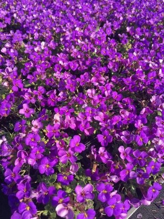 Aubrieta 'Hamburger Stadtpark' geen maat specificatie 0,55L/P9cm - afbeelding 8