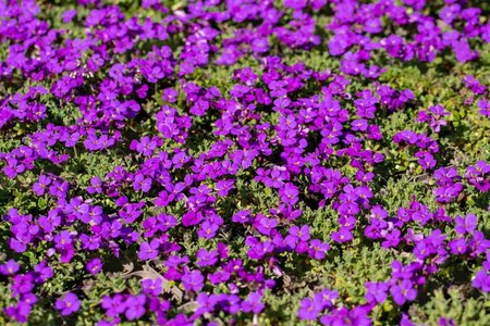 Aubrieta 'Hamburger Stadtpark' geen maat specificatie 0,55L/P9cm - image 1