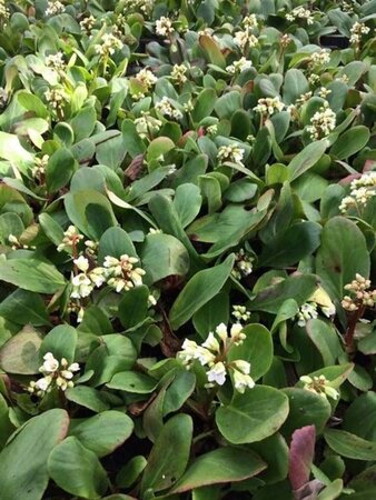 Bergenia 'Bressingham White' geen maat specificatie 0,55L/P9cm - afbeelding 2