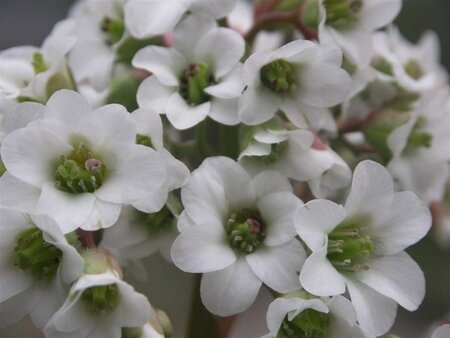 Bergenia 'Bressingham White' geen maat specificatie 0,55L/P9cm - afbeelding 4