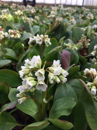 Bergenia 'Bressingham White' geen maat specificatie 0,55L/P9cm - afbeelding 3