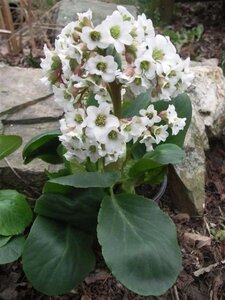 Bergenia 'Bressingham White' geen maat specificatie 0,55L/P9cm - afbeelding 5