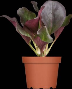 Bergenia cordifolia 'Eroica' geen maat specificatie 0,55L/P9cm - afbeelding 2