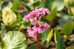 Bergenia cordifolia 'Herbstblüte' geen maat specificatie 0,55L/P9cm - afbeelding 1