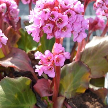 Bergenia cordifolia 'Herbstblüte' geen maat specificatie 0,55L/P9cm - afbeelding 2