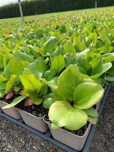 Bergenia cordifolia geen maat specificatie 0,55L/P9cm - afbeelding 5