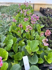 Bergenia cordifolia geen maat specificatie 0,55L/P9cm - afbeelding 8