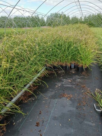 Carex grayi geen maat specificatie 0,55L/P9cm - afbeelding 8
