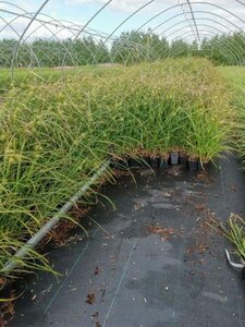 Carex grayi geen maat specificatie 0,55L/P9cm - afbeelding 3
