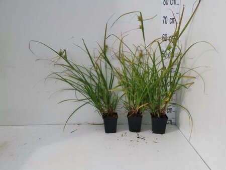 Carex grayi geen maat specificatie 0,55L/P9cm - afbeelding 4