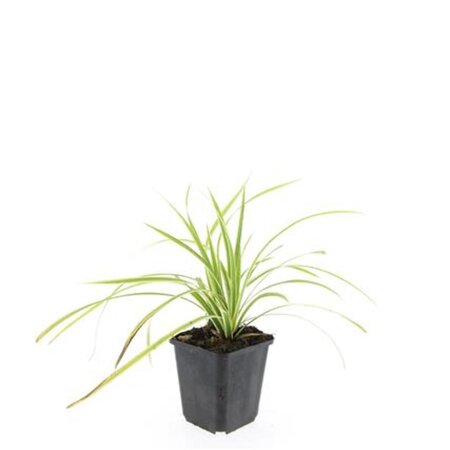 Carex morrowii 'Aureovariegata' geen maat specificatie 0,55L/P9cm - afbeelding 4