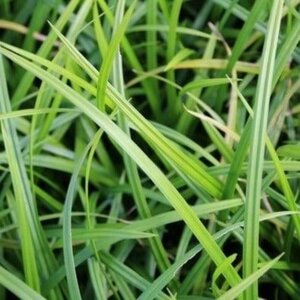 Carex morrowii 'Irish Green' geen maat specificatie 0,55L/P9cm - afbeelding 6
