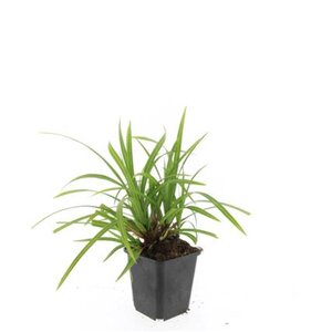 Carex morrowii 'Irish Green' geen maat specificatie 0,55L/P9cm - afbeelding 5