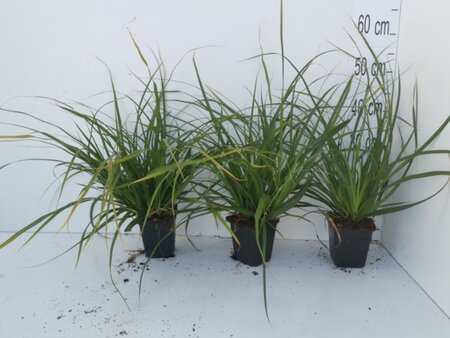 Carex morrowii geen maat specificatie 0,55L/P9cm - afbeelding 3