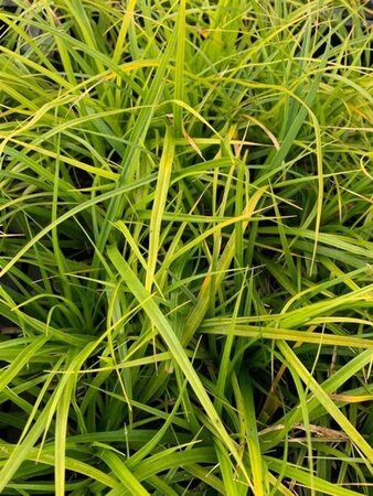 Carex morrowii geen maat specificatie 0,55L/P9cm - afbeelding 9