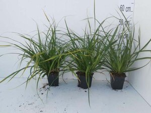Carex morrowii geen maat specificatie 0,55L/P9cm - afbeelding 8