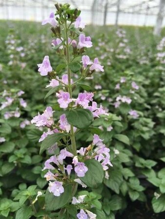 Calamintha n. nepeta geen maat specificatie 0,55L/P9cm - afbeelding 5