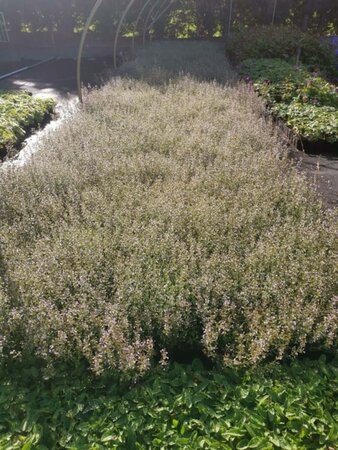 Calamintha n. nepeta geen maat specificatie 0,55L/P9cm - afbeelding 4