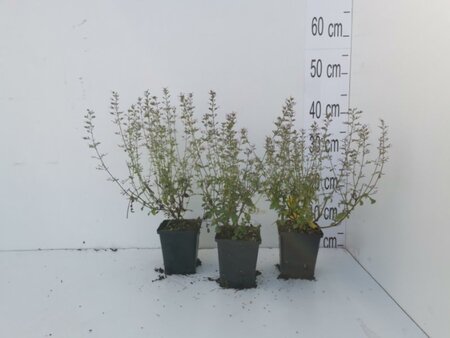 Calamintha n. nepeta geen maat specificatie 0,55L/P9cm - afbeelding 3