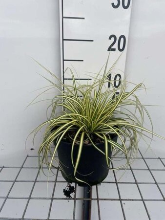 Carex oshim. 'Evergold' geen maat specificatie cont. 2,0L - image 8