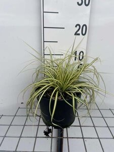 Carex oshim. 'Evergold' geen maat specificatie cont. 2,0L - image 8