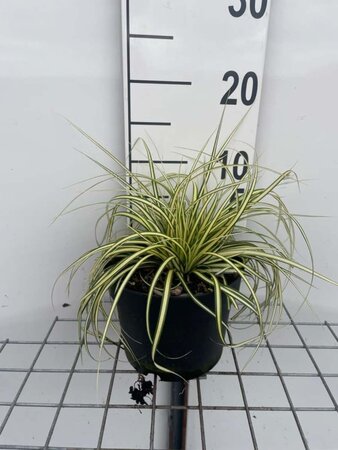 Carex oshim. 'Evergold' geen maat specificatie cont. 2,0L - image 4