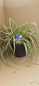 Carex oshim. 'Evergold' geen maat specificatie cont. 2,0L - image 7