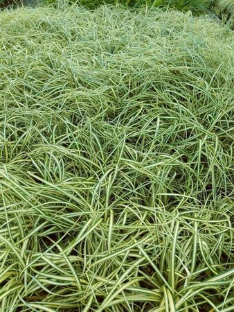 Carex oshim. 'Evergold' geen maat specificatie cont. 2,0L - image 5