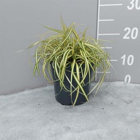 Carex oshim. 'Evergold' geen maat specificatie cont. 2,0L - image 6