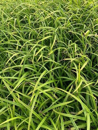 Carex pendula geen maat specificatie 0,55L/P9cm - afbeelding 5