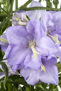 Campanula pers. 'Grand. Coerulea' geen maat specificatie 0,55L/P9cm