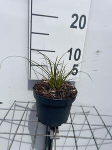 Carex testacea geen maat specificatie cont. 1L - afbeelding 5