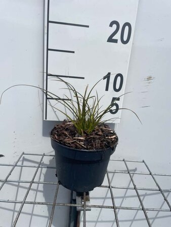 Carex testacea geen maat specificatie cont. 1L - afbeelding 3