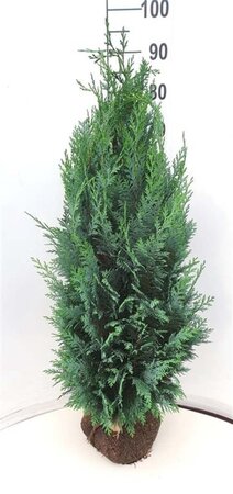 Chamaecyparis l. 'Columnaris' 80-100 cm met kluit - afbeelding 4