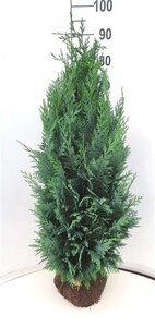 Chamaecyparis l. 'Columnaris' 80-100 cm met kluit - afbeelding 4