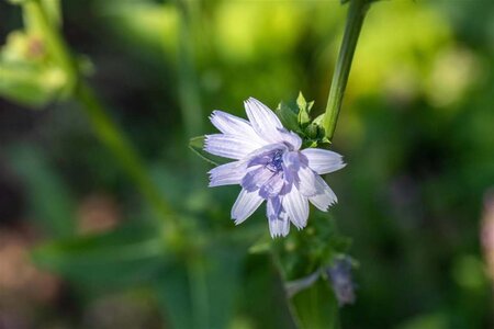 Cichorium intybus geen maat specificatie 0,55L/P9cm - afbeelding 1