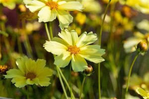 Coreopsis 'Full Moon' geen maat specificatie 0,55L/P9cm - afbeelding 1