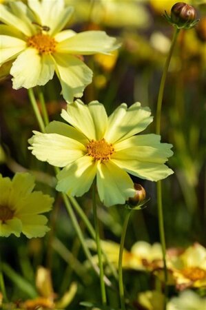 Coreopsis 'Full Moon' geen maat specificatie 0,55L/P9cm - afbeelding 2