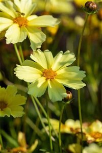 Coreopsis 'Full Moon' geen maat specificatie 0,55L/P9cm - afbeelding 2