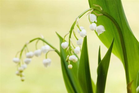 Convallaria majalis geen maat specificatie 0,55L/P9cm - afbeelding 1