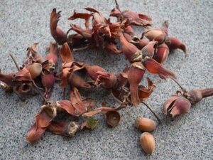 Corylus 'Rode Zellernoot' 80-120 cm BR 5-8 BR - image 1