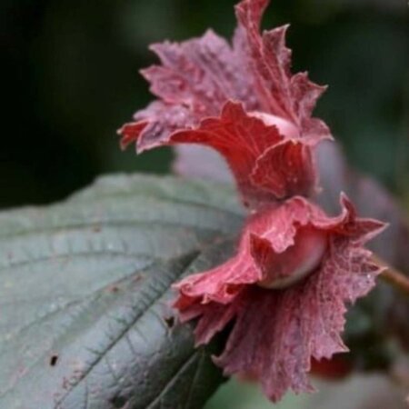 Corylus 'Rode Zellernoot' 80-120 cm BR 5-8 BR - image 3